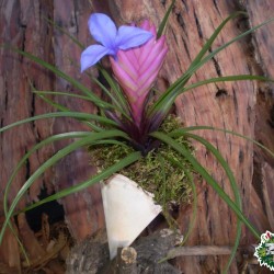 Ültethető száraz termés sp. 31 Ültethető száraz termés sp. 31