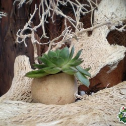 Ültethető száraz termés sp. 02 Ültethető száraz termés sp. 02