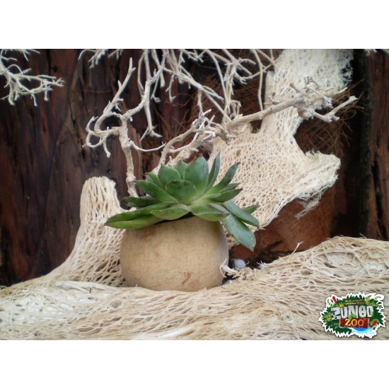 Ültethető száraz termés sp. 02 Ültethető száraz termés sp. 02