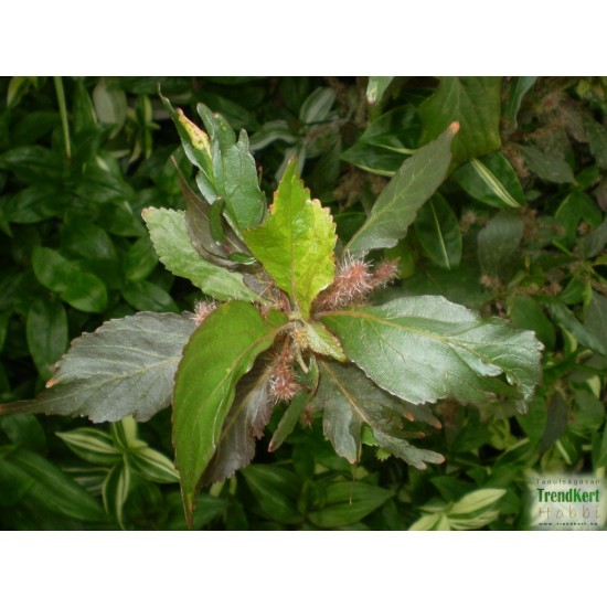 Hernyócserje - Acalypha wilkesiana Color 