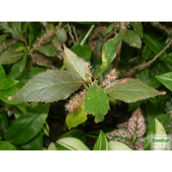 Hernyócserje - Acalypha wilkesiana Color 