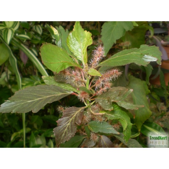 Hernyócserje - Acalypha wilkesiana Color 
