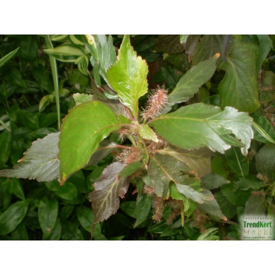 Hernyócserje - Acalypha wilkesiana Color 