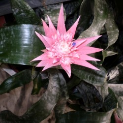 Lándzsarózsa - Aechmea fasciata