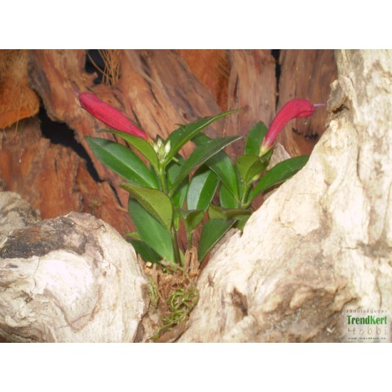 Szégyenlősvirág - Aeschynanthus Tropica
