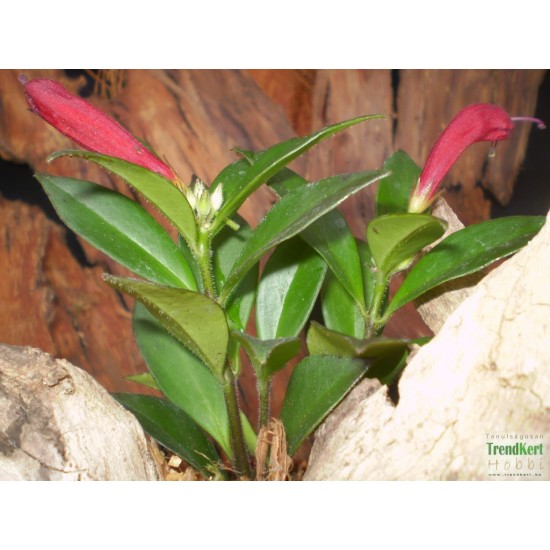 Szégyenlősvirág - Aeschynanthus Tropica