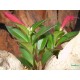 Szégyenlősvirág - Aeschynanthus Tropica