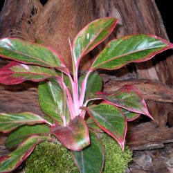 Rákvirág - Aglaonema commutatum S'Red Rákvirág - Aglaonema commutatum S'Red