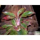 Rákvirág - Aglaonema commutatum S'Red Rákvirág - Aglaonema commutatum S'Red