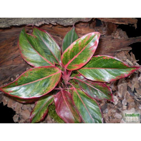 Rákvirág - Aglaonema commutatum S'Red Rákvirág - Aglaonema commutatum S'Red