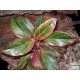 Rákvirág - Aglaonema commutatum S'Red Rákvirág - Aglaonema commutatum S'Red