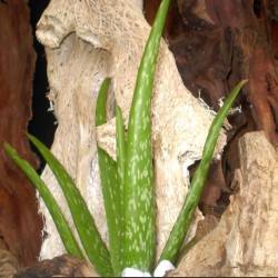 Aloé orvosi - Aloe vera Aloé orvosi - Aloe vera