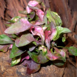 Papagájlevél - Alternanthera bettzickiana Color