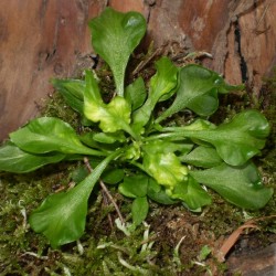 Papagájlevél - Alternanthera bettzickiana GreenGold 