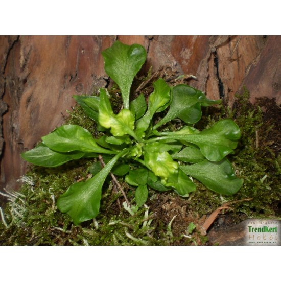 Papagájlevél - Alternanthera bettzickiana GreenGold 