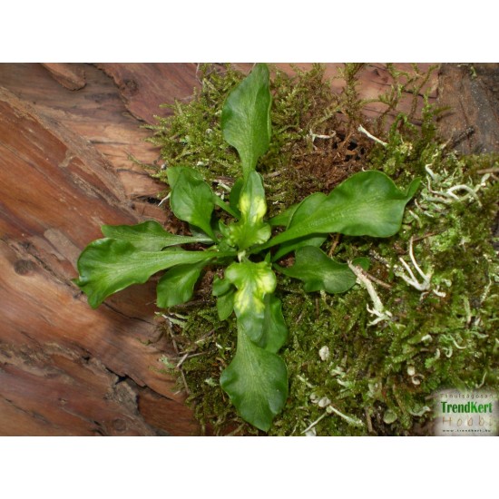 Papagájlevél - Alternanthera bettzickiana GreenGold 