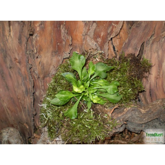 Papagájlevél - Alternanthera bettzickiana GreenGold 