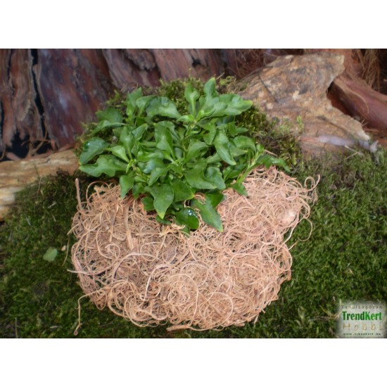 Papagájlevél - Alternanthera bettzickiana GreenGold 