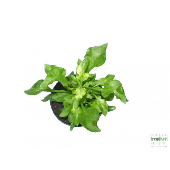 Papagájlevél - Alternanthera bettzickiana GreenGold 