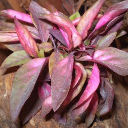 Papagájlevél - Alternanthera bettzickiana Rot