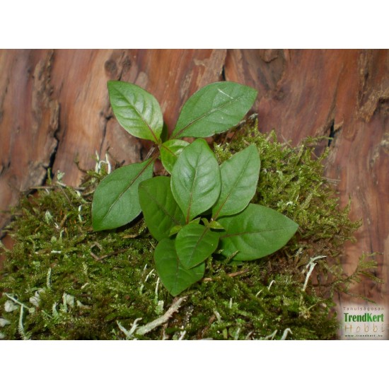 Papagájlevél - Alternanthera Cameleon Papagájlevél - Alternanthera Cameleon