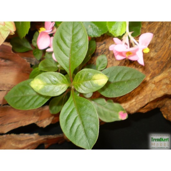 Papagájlevél - Alternanthera Cameleon Papagájlevél - Alternanthera Cameleon