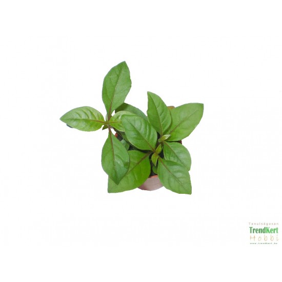 Papagájlevél - Alternanthera Cameleon Papagájlevél - Alternanthera Cameleon