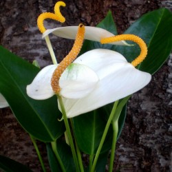 Flamingóvirág - Anthurium andreanum CreamOrange Star Flamingóvirág - Anthurium andreanum CreamOrange Star