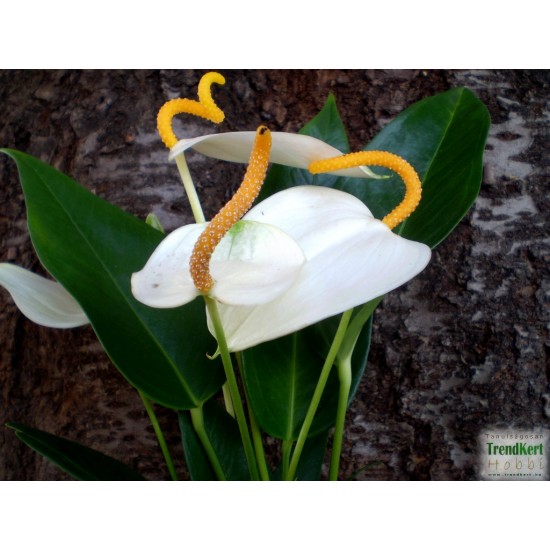 Flamingóvirág - Anthurium andreanum CreamOrange Star Flamingóvirág - Anthurium andreanum CreamOrange Star