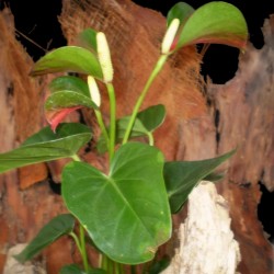 Flamingóvirág - Anthurium andreanum GreenRoot Star  Flamingóvirág - Anthurium andreanum GreenRoot Star
