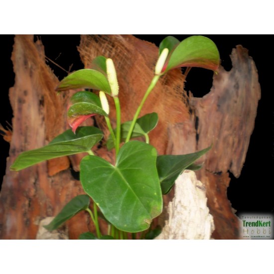 Flamingóvirág - Anthurium andreanum GreenRoot Star  Flamingóvirág - Anthurium andreanum GreenRoot Star