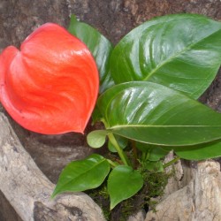 Flamingóvirág - Anthurium andreanum RootOrange Star Flamingóvirág - Anthurium andreanum RootOrange Star