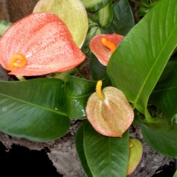 Flamingóvirág - Anthurium andreanum Salmon Glitter Star  Flamingóvirág - Anthurium andreanum Salmon Glitter Star