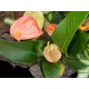 Flamingóvirág - Anthurium andreanum Salmon Glitter Star  Flamingóvirág - Anthurium andreanum Salmon Glitter Star
