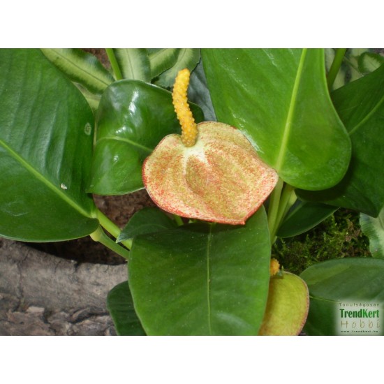 Flamingóvirág - Anthurium andreanum Salmon Glitter Star  Flamingóvirág - Anthurium andreanum Salmon Glitter Star