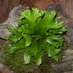 Madárfészekpáfrány Korall - Asplenium nidus Coral Copact