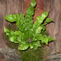 Madárfészekpáfrány Royal - Asplenium nidus Royal