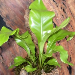 Madárfészekpáfrány - Asplenium nidus