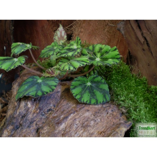 Begónia - Begonia boweri Tiger