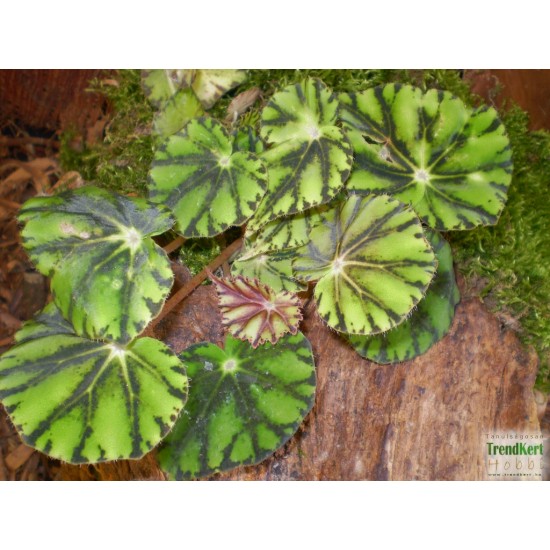 Begónia - Begonia boweri Tiger