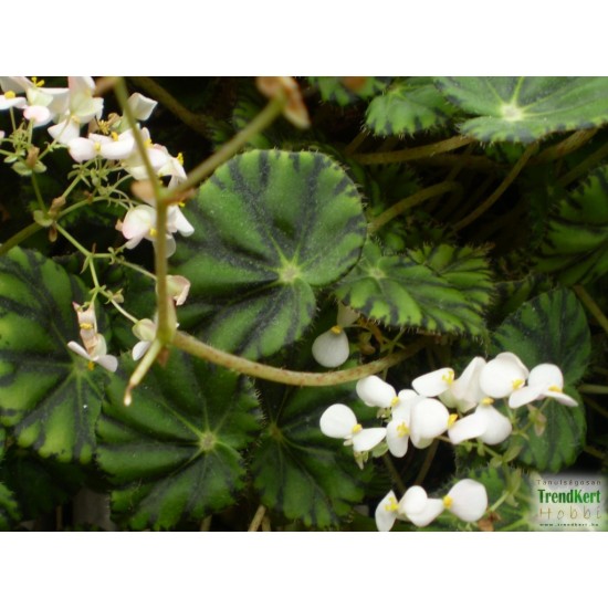 Begónia - Begonia boweri Tiger