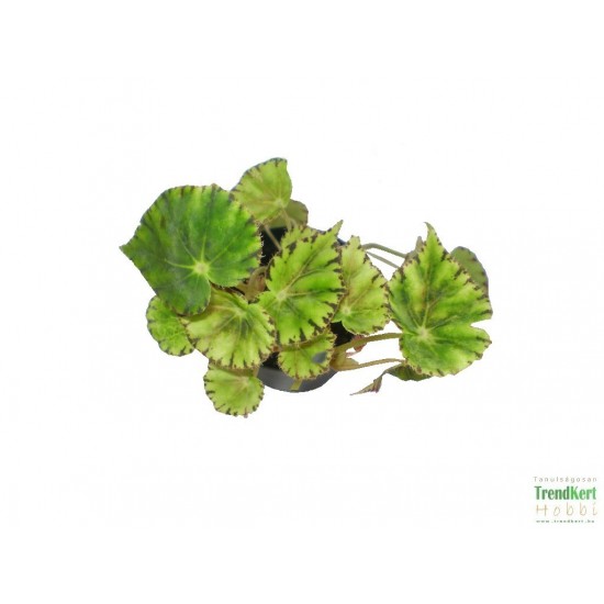 Begónia - Begonia boweri Tiger