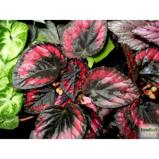 Király begónia - Begonia rex hybrid BlackRed