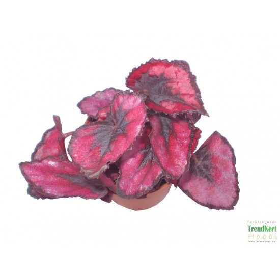 Király begónia - Begonia rex hybrid BlackRed