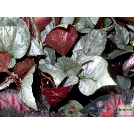 Király begónia - Begonia rex hybrid Silver 