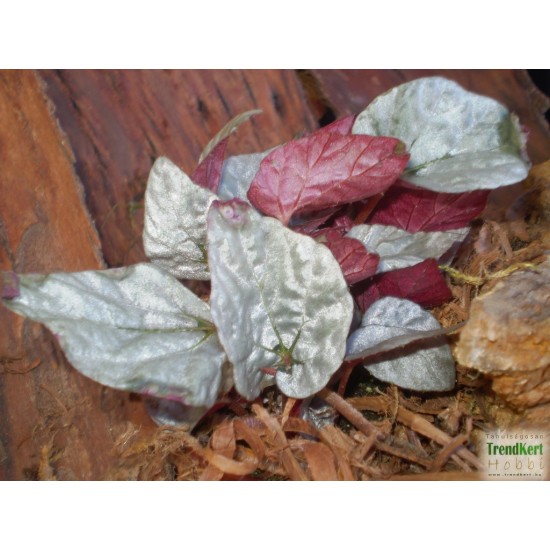 Király begónia - Begonia rex hybrid Silver 