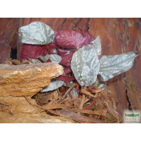 Király begónia - Begonia rex hybrid Silver 