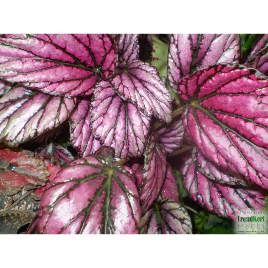 Király begónia  - Begonia rex hybrid MetalPink