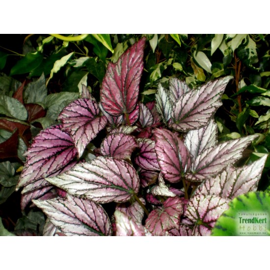 Király begónia  - Begonia rex hybrid MetalPink