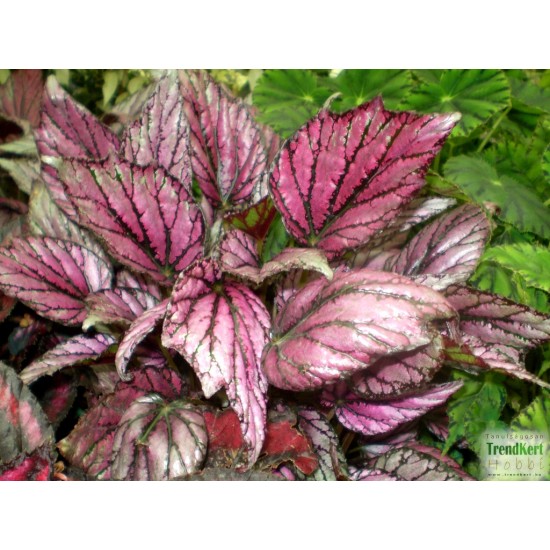 Király begónia  - Begonia rex hybrid MetalPink